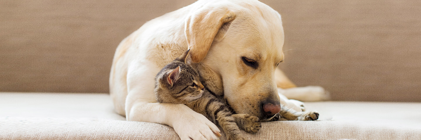 Labrador mit Katze auf Sofa – Deutsche Assistance | Quelle: iStock, © DenisZbukarev: