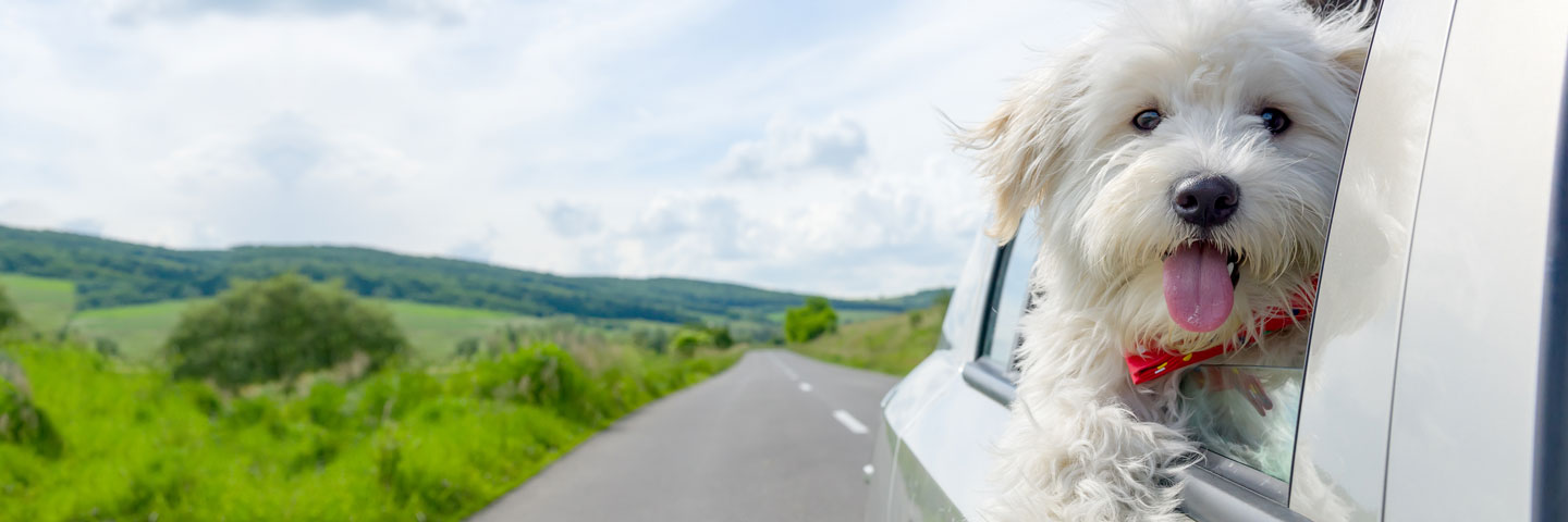 Weißer Hund schaut auf Landstrasse aus dem Autofenster. 