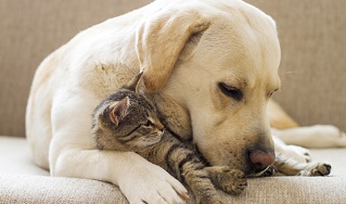 Labrador mit Katze auf Sofa – Deutsche Assistance 