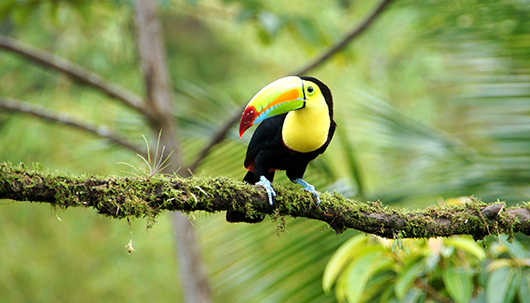 Tukan auf Baum im Regenwald  – Deutsche Assistance 