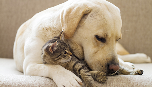 Labrador mit Katze auf Sofa – Deutsche Assistance